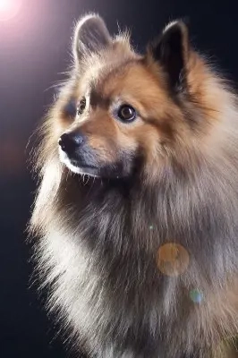 Mittelspitz Welpe GESUCHT