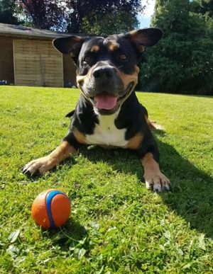 Zuckersüßer OEB Mischlingswelpe sucht ein Zuhause 