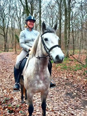 Connemarastute der Spitzenklasse Bild 3