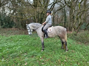 Connemarastute der Spitzenklasse