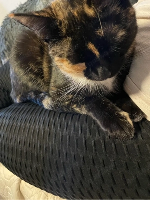 Katzenmädchen abzugeben 