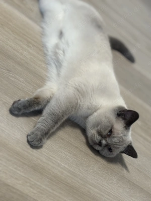 BKH Kitten Wurfankündigung