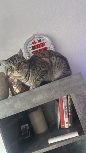 Bkh Ekh Kitten ab 29.06.2026 abzugeben