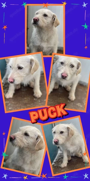 wunderschöner Rüde "Puck" sucht ein schönes und sicheres Zuhause 