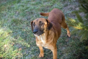 *HAZEL* - Die liebe Hündin schätzt die Menschennähe sehr