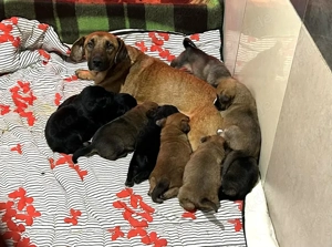 *HAZEL* - Die Hündin  ist lieb und offen. Sie schätzt die Menschennähe sehr