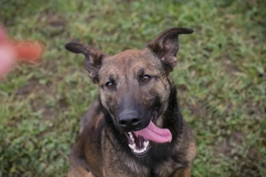 *STELLA* - Eine liebe und brave Hündin, die die Nähe zu den Menschen liebt und auch braucht