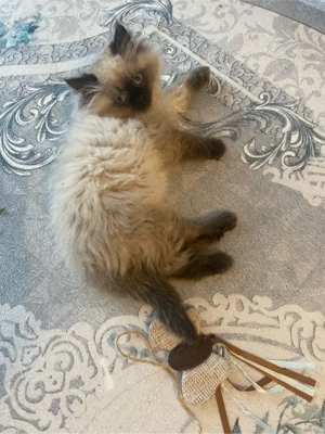 Nur noch eine Radgoll Wolke 