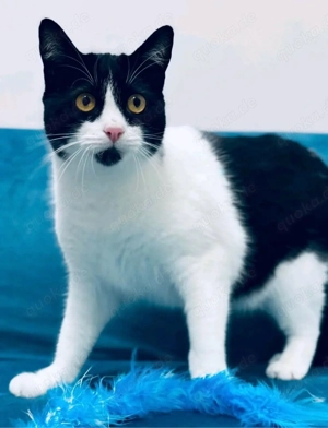 "Diva" Klara sucht zuhause 76337