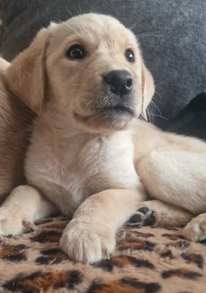 Wir suchen für unsere Welpen noch ein liebevolles zuhause 