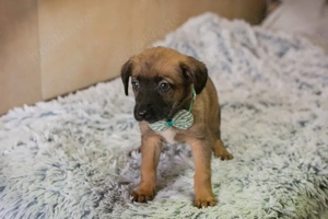 Welpe Chip Nummer 256567 ist auf Wohnungssuche