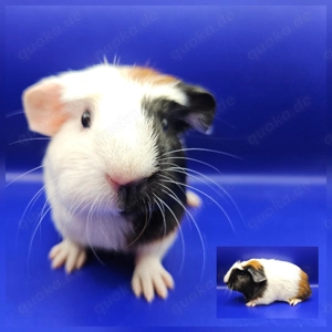 Meerschweinchen Kastrat Erzieher Weibchen Glatthaar Crested