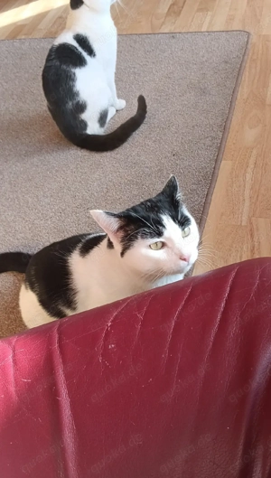 Geschwisterkater abzugeben in liebevolle Hände 