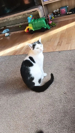 Geschwisterkater abzugeben in liebevolle Hände  Bild 4