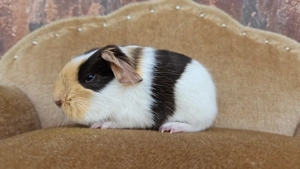 Meerschweinchen Kastrat Erzieher Weibchen Glatthaar Crested Bild 3