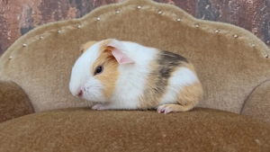 Meerschweinchen Kastrat Erzieher Weibchen Glatthaar Crested Bild 2