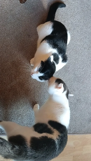 Geschwisterkater abzugeben in liebevolle Hände  Bild 3