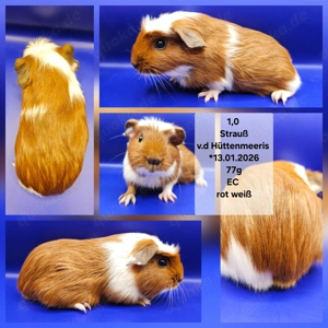 Meerschweinchen Kastrat Erzieher Weibchen Glatthaar Crested Bild 4