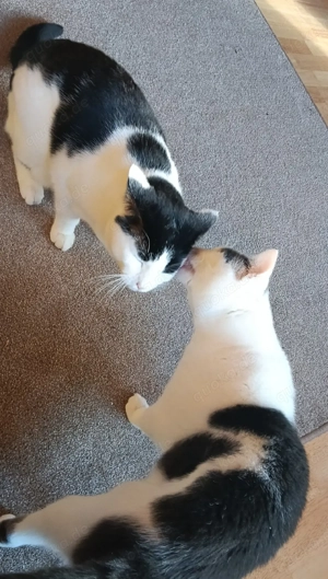 Geschwisterkater abzugeben in liebevolle Hände  Bild 2