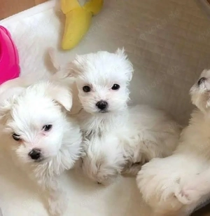 Welpen ab dieser Woche abgabebereit