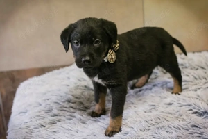 Welpe *DINERO* Der kleine Hundemann wartet gespannt auf seine neue Familie