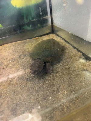 geben unsere schildkröte ab 