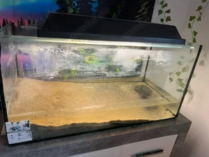 moschussschildkröte