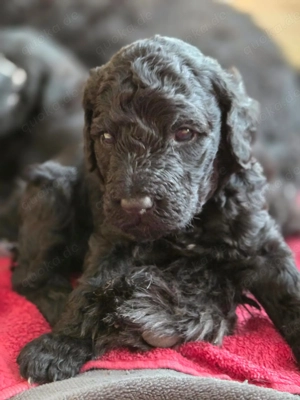 Bernedoodle F1B Welpen Doodle Pudelmix Bernersennenhund 