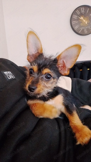 welpe Chihuahua mini mix rüde