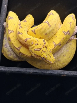 Morelia Viridis Nz 25