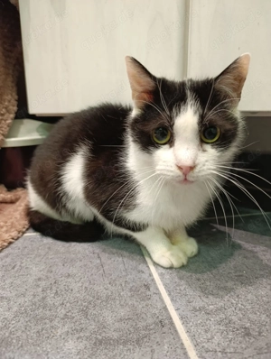 Zuhause gesucht für Shreder