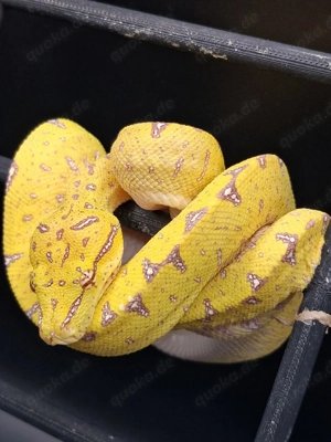 Morelia Viridis NZ 25