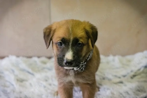 Welpe Chip-Nummer 256861 - kleiner Knirps sucht eine Familie