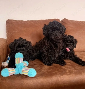 Maltipoo Zwergpudel Welpen 