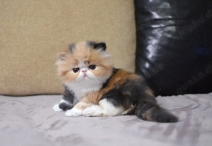 Wunderschöne Perserkätzchen