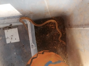 Kornnatter männlich 