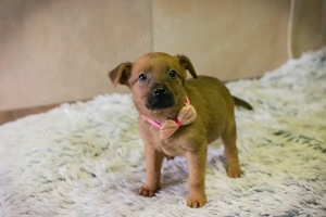 *AIKA* - ein aufgewecktes Welpenmädchen