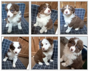Wunderschöne Australian Shepherd Welpen