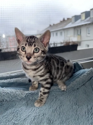 Charcoal Black silver Rosetted Tabby Bengalkitten