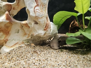 Axolotl Männchen und Weibchen abzugeben 