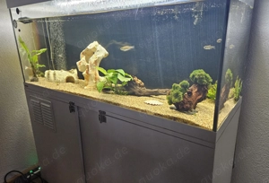 Aquarium komplett abzugeben 