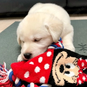 Golden-Retriever-Welpen