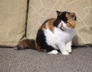 Bezauberndes Perserkätzchen zu verkaufen 