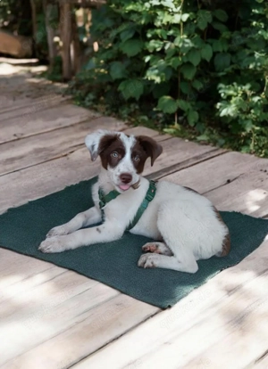 Er könnte ihnen gehören 