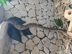 Boa constrictor imperator