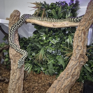 Morelia Spilota Cheynei Zebra