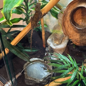 Zwei Grüne Nackenstachler mit einem Terrarium