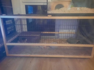 Meerschweinchen mit Käfig abzugeben 