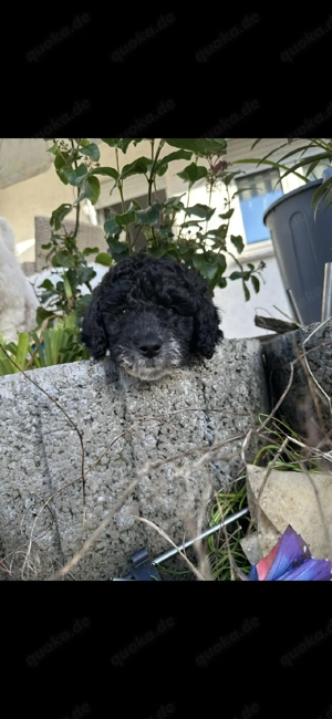 süße Doodel Welpen Rüde