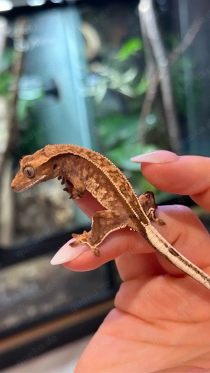 Kronengecko Tricolor Harlequin